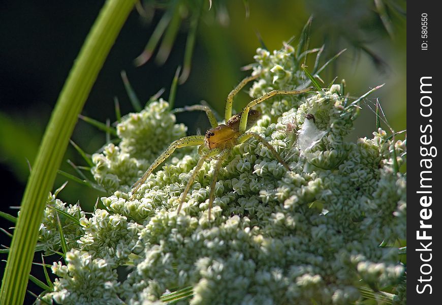 Spider-hunter On Flower Cruciferae.