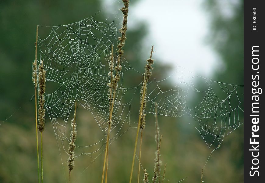 Cobweb.