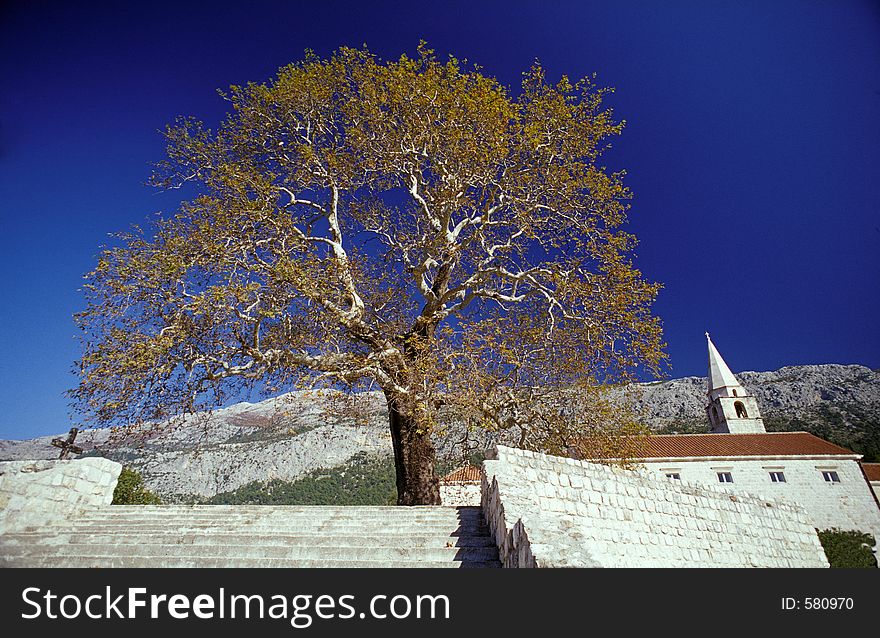 Yellow tree on the blue sky