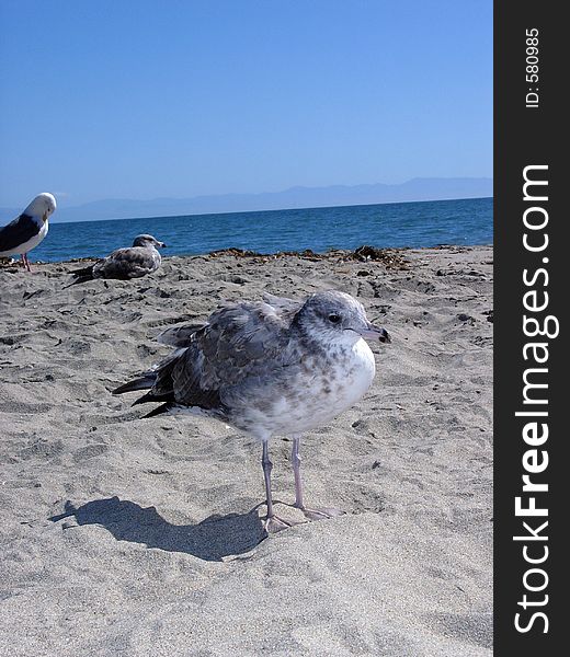 Bird On Beach