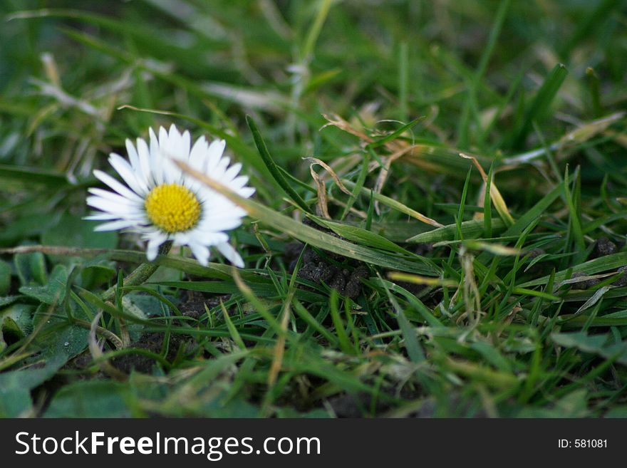 Close up daisy growing in grass