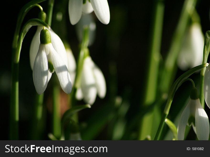 Close up of snowdrops