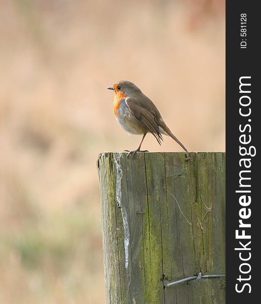 A robin sat on a post in the morning. A robin sat on a post in the morning