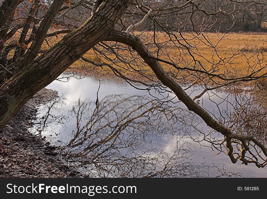 Tree leaning over water with reflection. Tree leaning over water with reflection