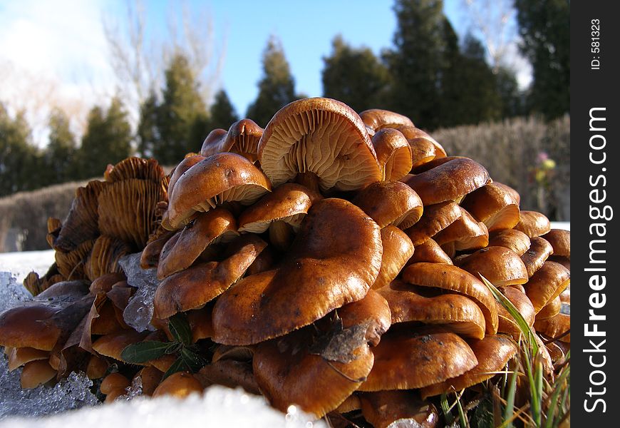 Mound Of Mushrooms