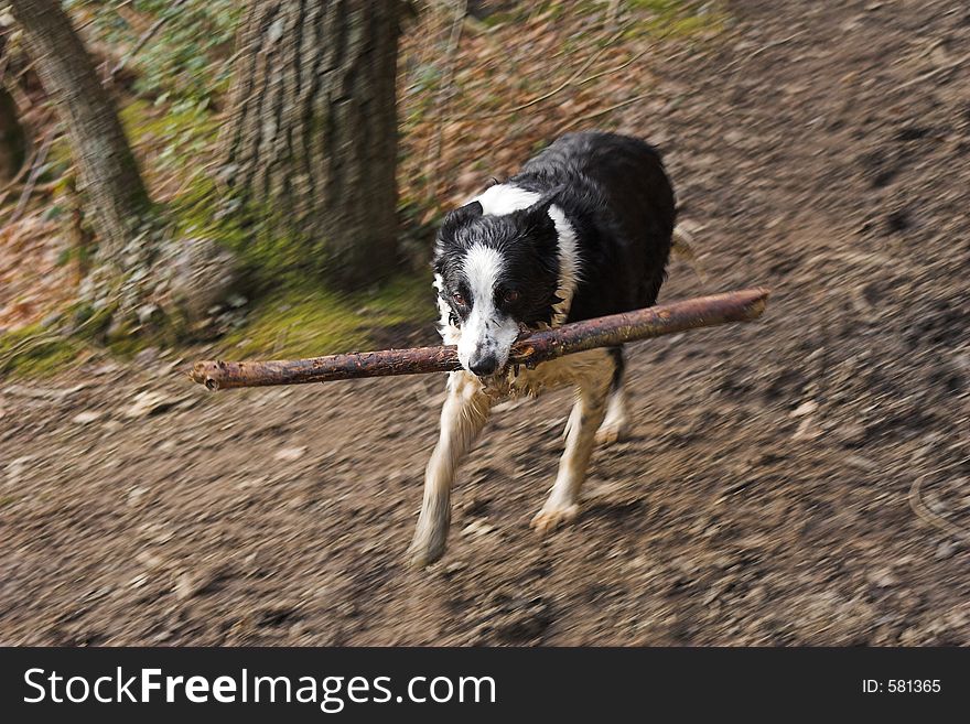 Wet dog with stick