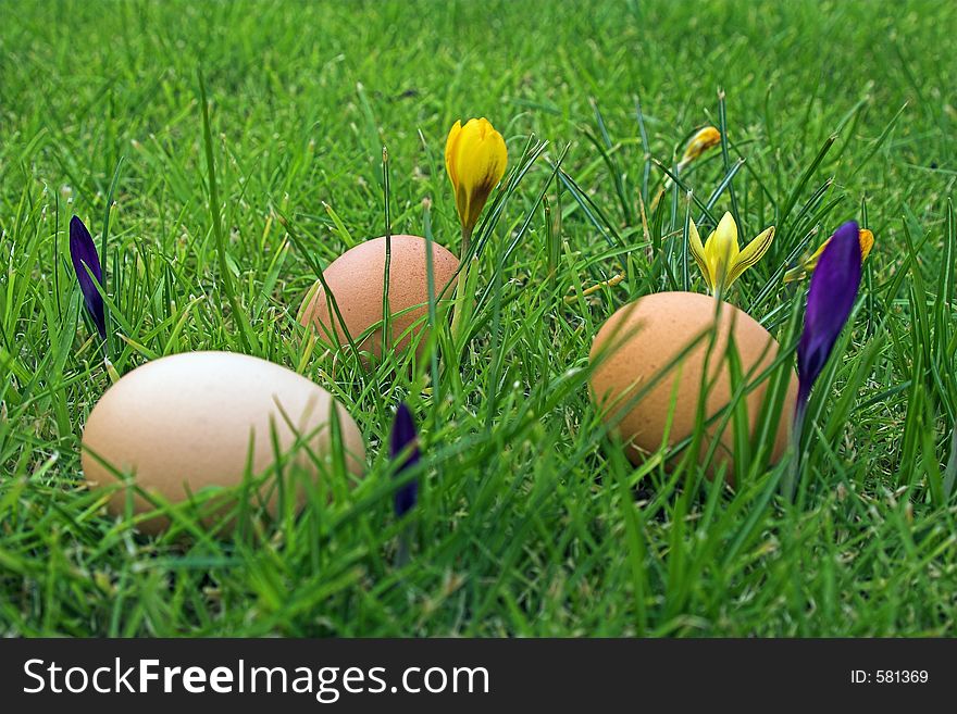 Eggs in grass with yellow & purple crocus flowers. Eggs in grass with yellow & purple crocus flowers