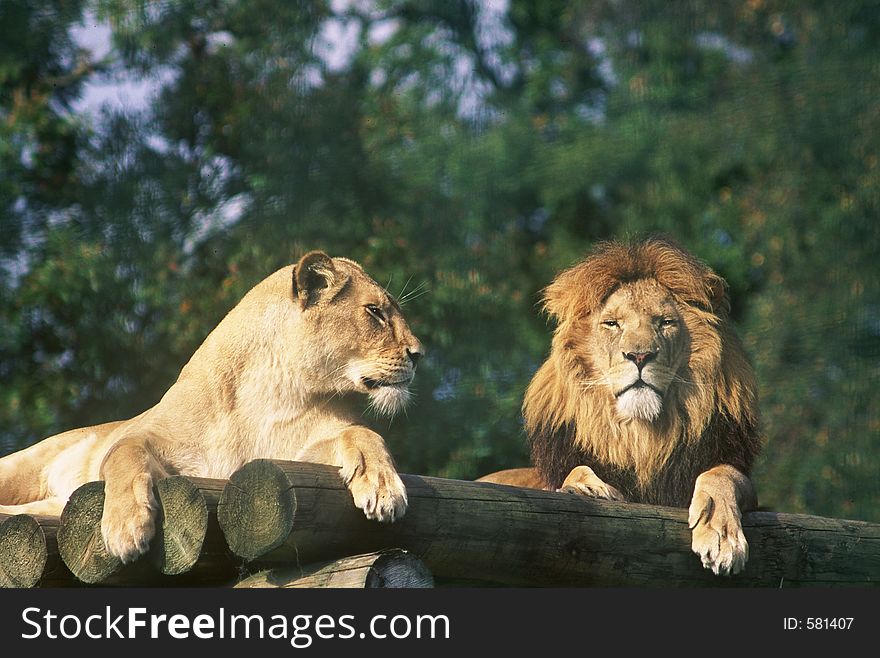 Lion and lioness laying down