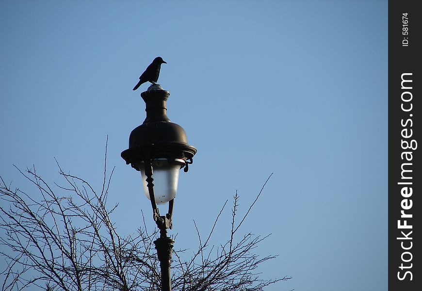 Bird staying in top of a lamp.
