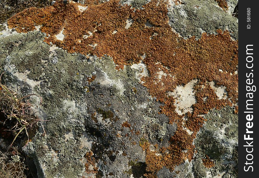 Brown moss on a rock