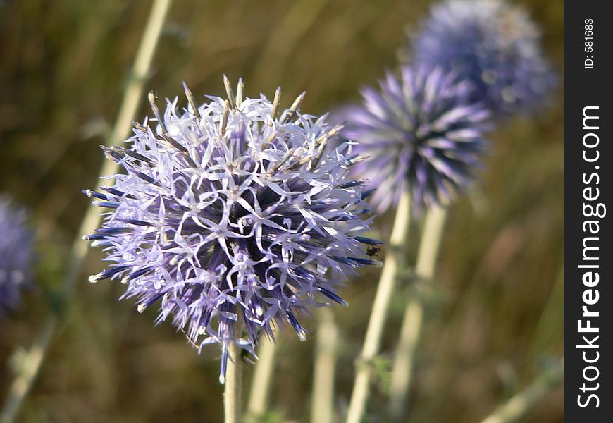 Violet thistle on a field in Romania