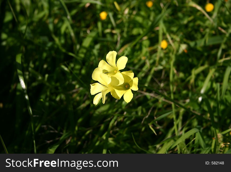 Soft yellow flower in a spanish garden. Soft yellow flower in a spanish garden