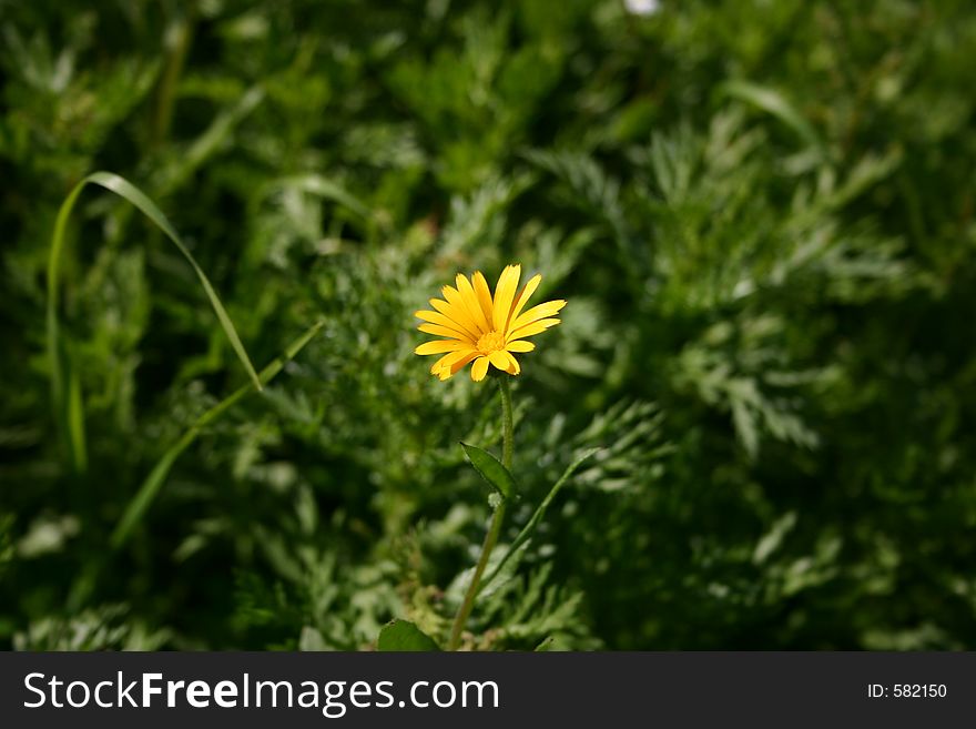 Yellow and orange flower in a spanish garden. Yellow and orange flower in a spanish garden