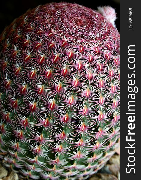 Echinocereus Cactus