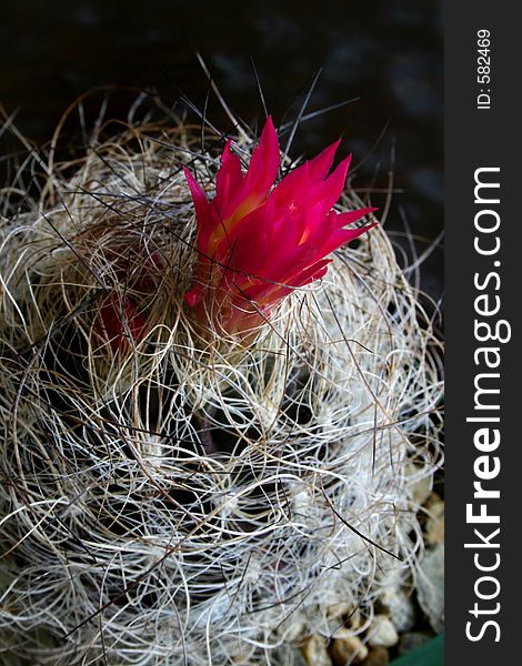 Neoporteria Cactus