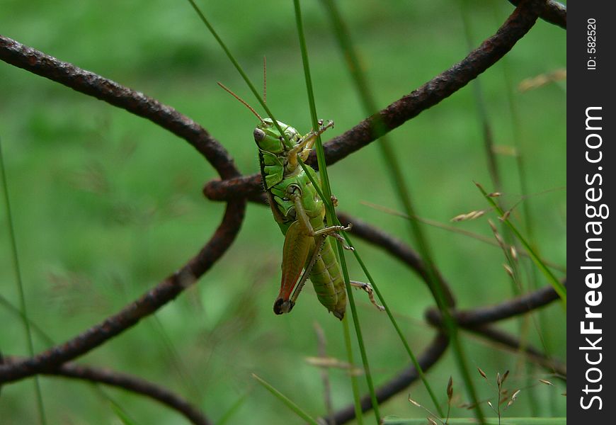 Green locust on a blade