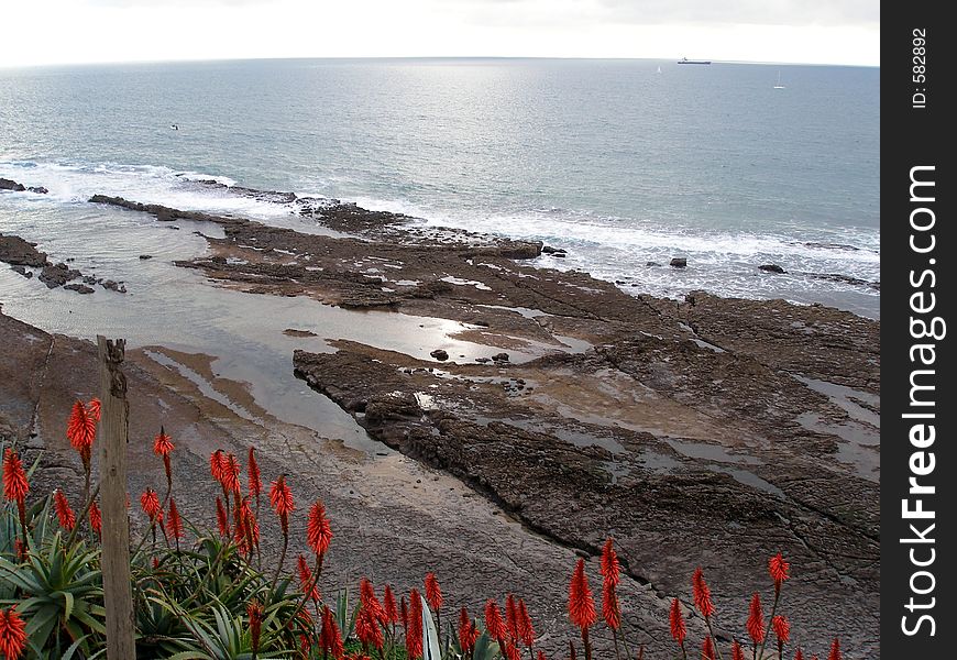 Seaside landscape with beautiful flowers