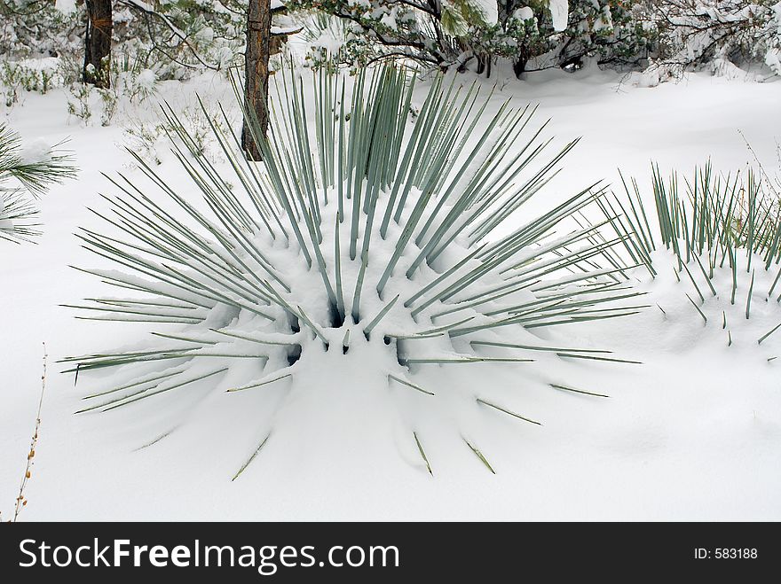 Spiny yucca base covered in snow. Spiny yucca base covered in snow