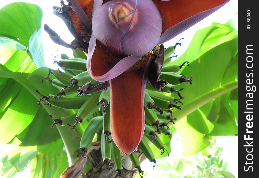 Banana flower with banana's