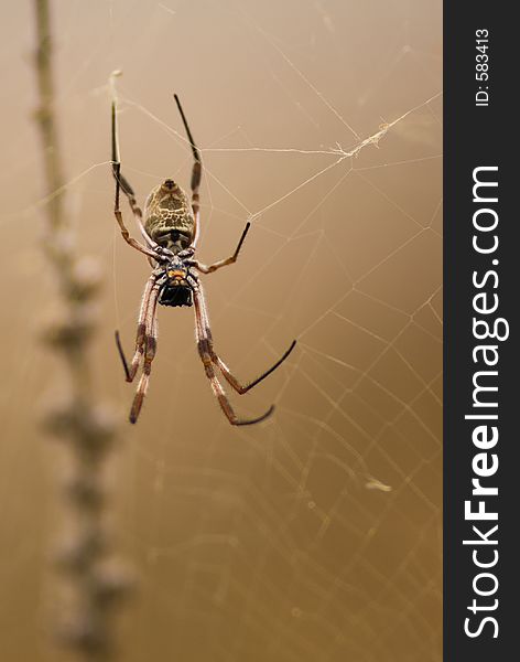 A Golden Orb spider in its web