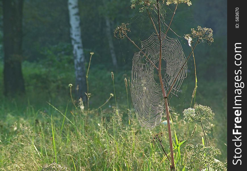 The photo is made in Moscow areas (Russia). Original date/time: 2004:08:31 08:49:26. The photo is made in Moscow areas (Russia). Original date/time: 2004:08:31 08:49:26.