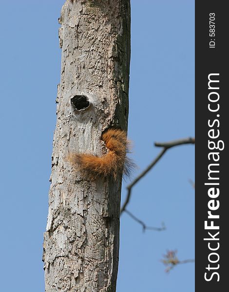 Squirrel hiding in a hollow tree. Squirrel hiding in a hollow tree