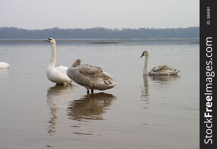 Swans in winter