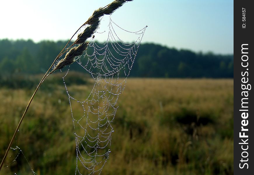 Cobweb.