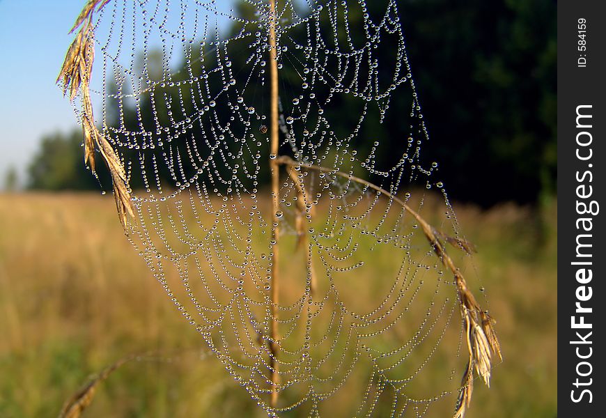 Cobweb.