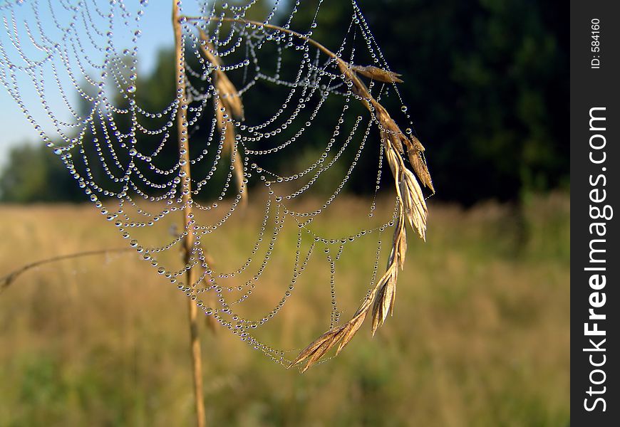 Cobweb.