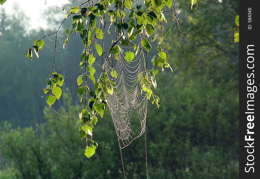 Cobweb.