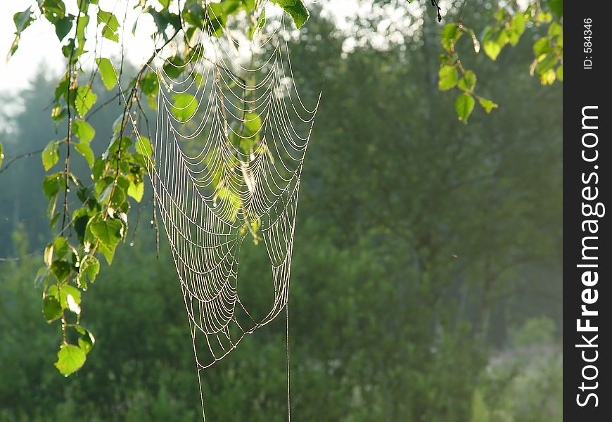 Cobweb.