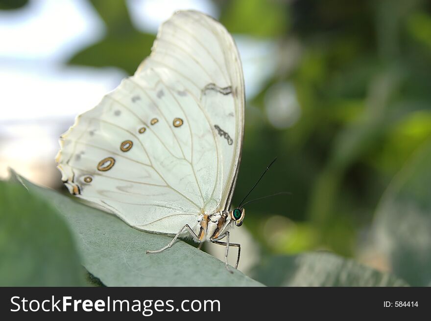 Morpho white (morpho polyphemus) close-up