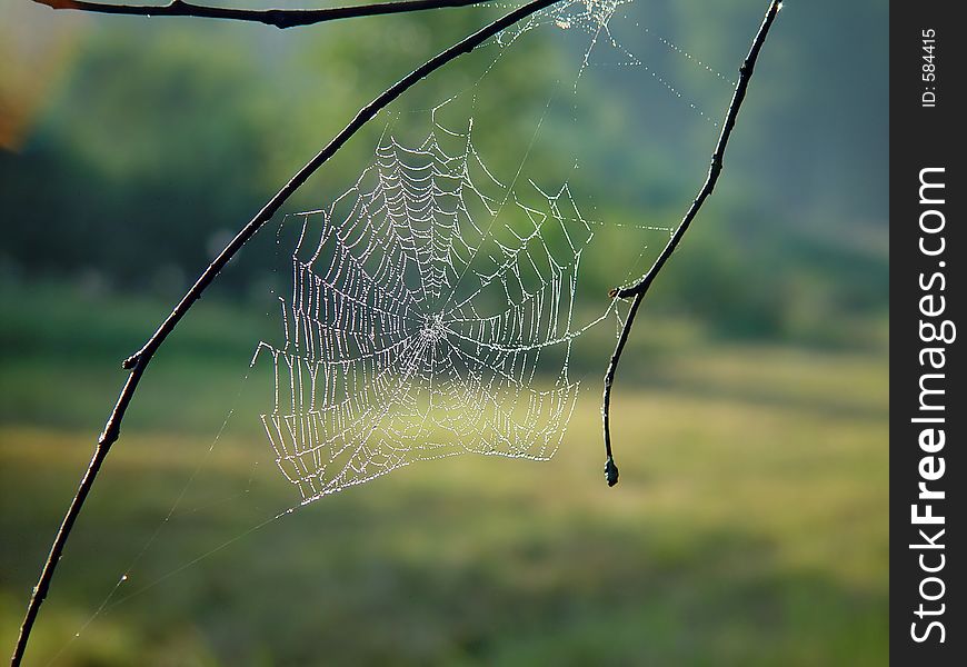 Cobweb.