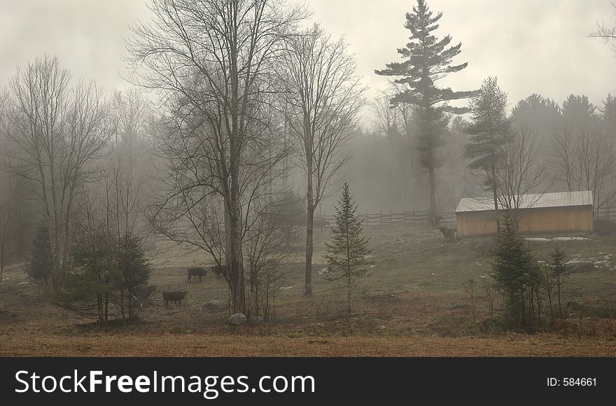 Cattle Farm in the fog. Cattle Farm in the fog