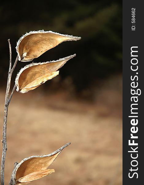 Empty milkweed husks in a field of hay