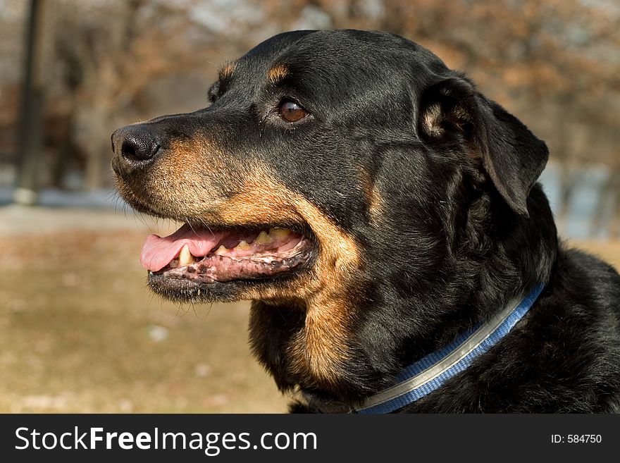 Portrait shot of a happy Rottweiler