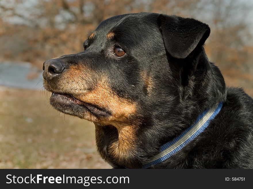 Portrait Of A Rottweiler