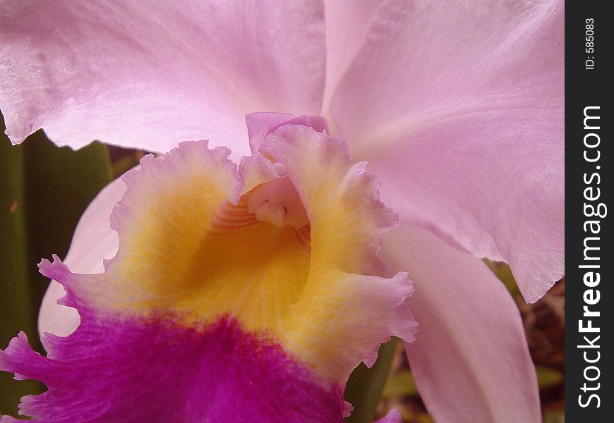 Pink orchid close-up