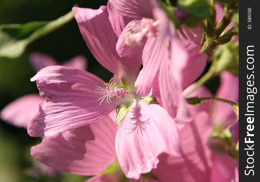 Macro of stamen in pink wild flower