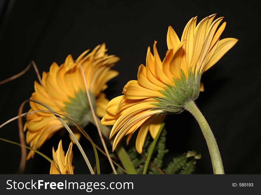 Yellow flowers on black background. Yellow flowers on black background