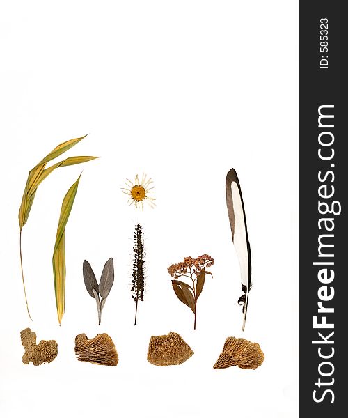 Design of pressed dried plants, flowers and herbs of autumn, plus a magpie feather and four pieces of weathered wood, set against a white background. Design of pressed dried plants, flowers and herbs of autumn, plus a magpie feather and four pieces of weathered wood, set against a white background.