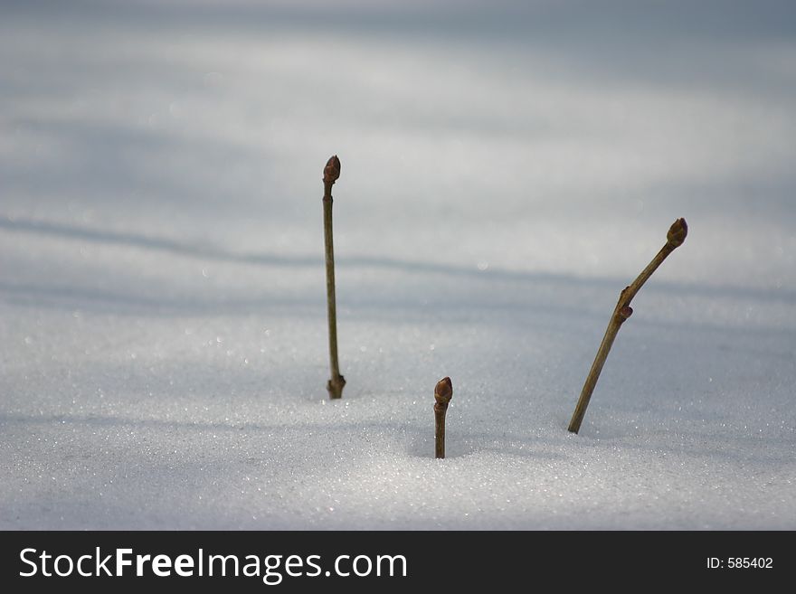 Shoots of a plant in the snow