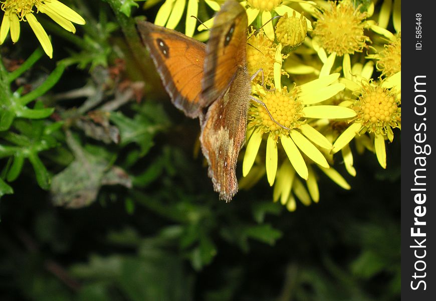 Butterfly feeding on daisies