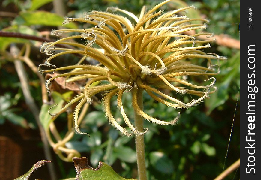 Details of a clematis seedhead
