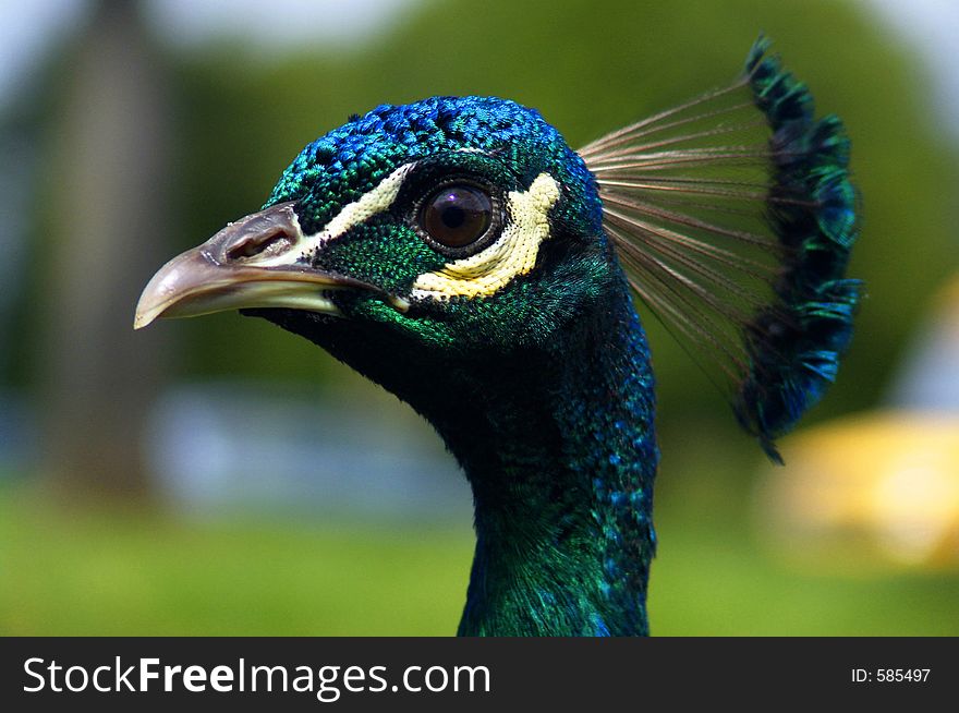 Peacock's head with a blurred background