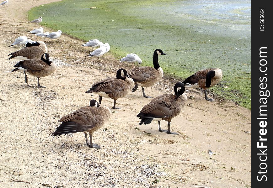 Wild gooses on the beach