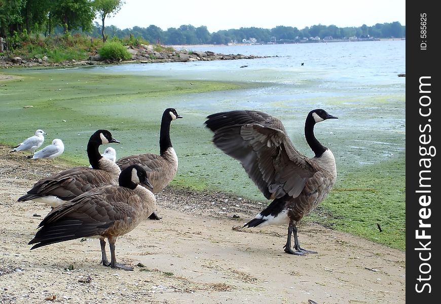 Wild gooses on the beach