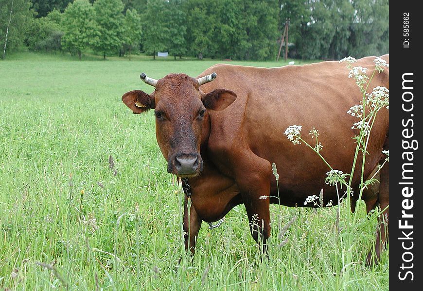 Brown cow on the Latvian countryside. Brown cow on the Latvian countryside