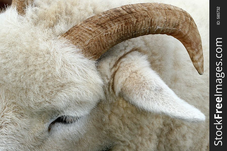 Close up of a horn of a ram and part of its face and woolly coat. Close up of a horn of a ram and part of its face and woolly coat.